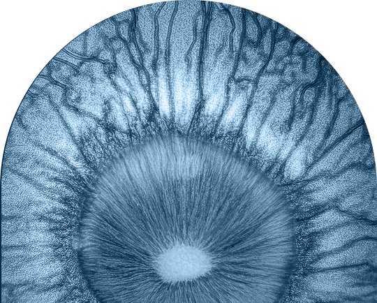 Retina_mobile